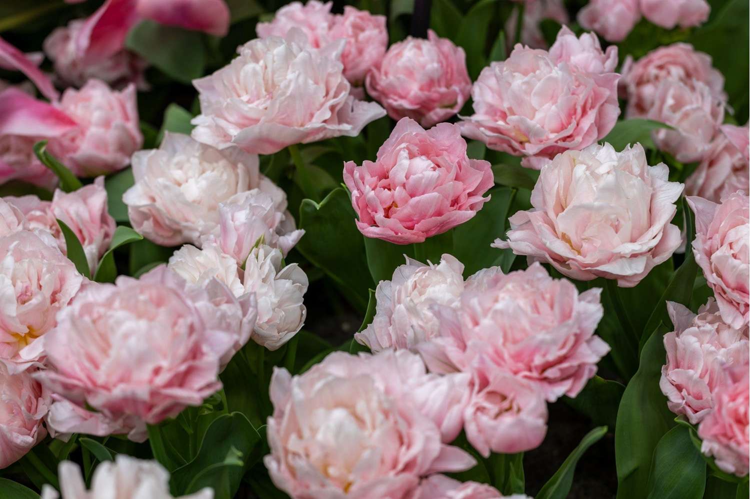 Tulpe 'Dreamer' - Tulipaner